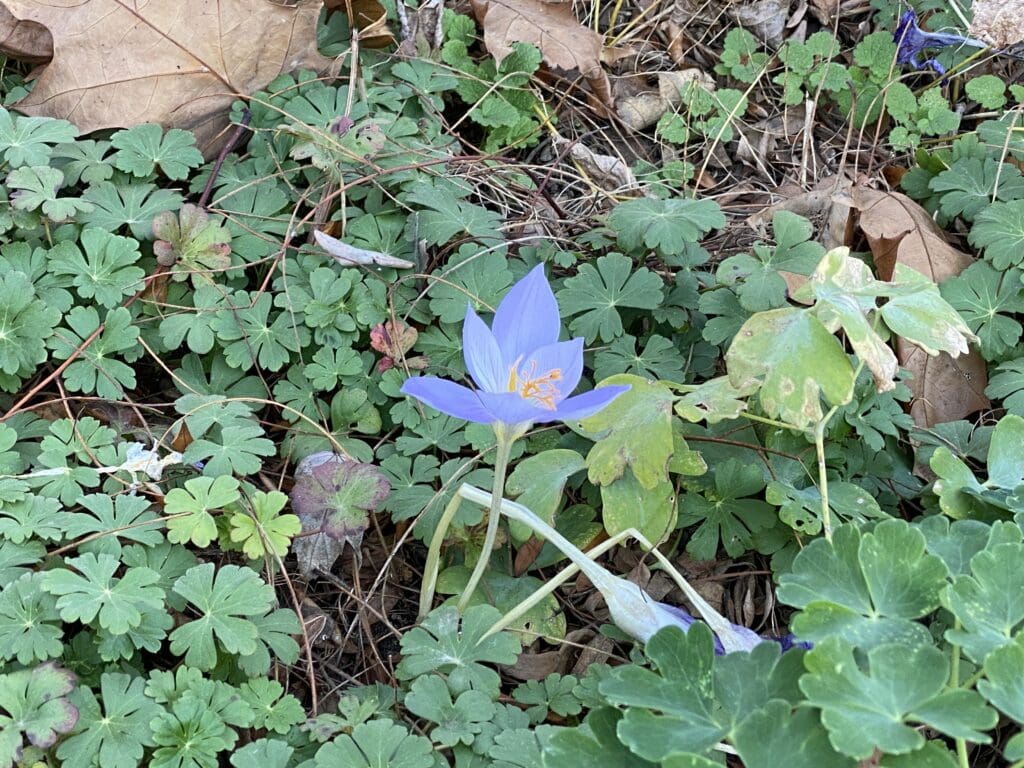 garden bloggers bloom day november 2025 carol j michel 2 garden bloggers bloom