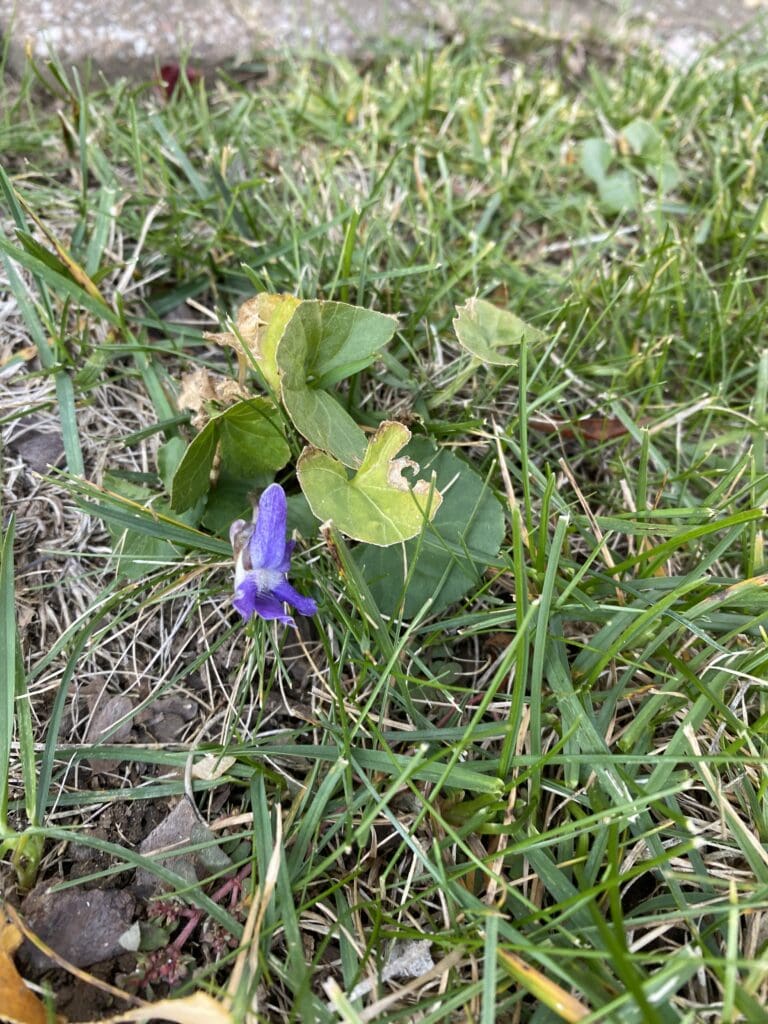 garden bloggers bloom day november 2025 carol j michel 4 garden bloggers bloom