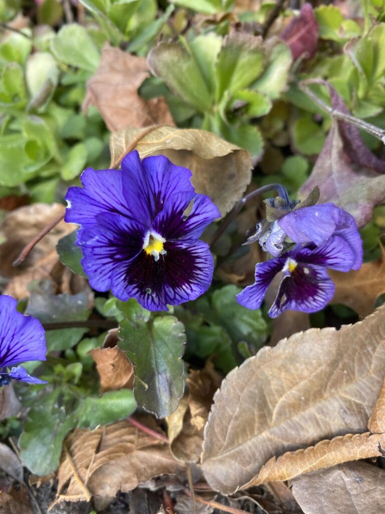 garden bloggers bloom day november 2025 carol j michel 5 garden bloggers bloom