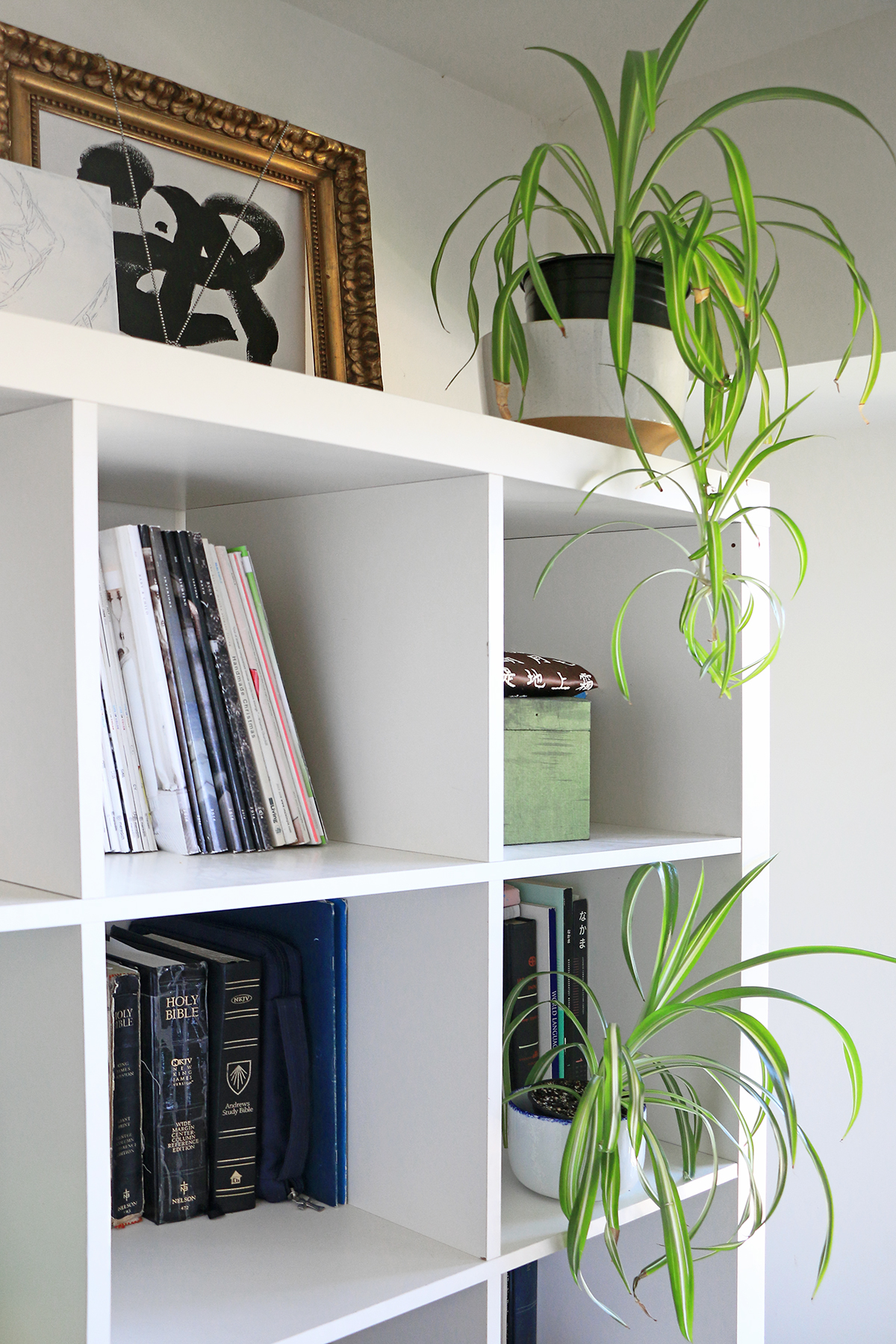 style your home with the 8 best houseplants for beginners 1 spider plant houseplant