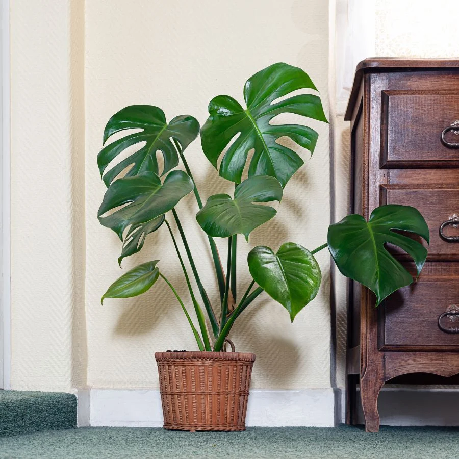 is your monstera secretly dying 3 warning signs quick fixes you need now 5 is your monstera secretly dying 3 warning signs quick fixes you need now