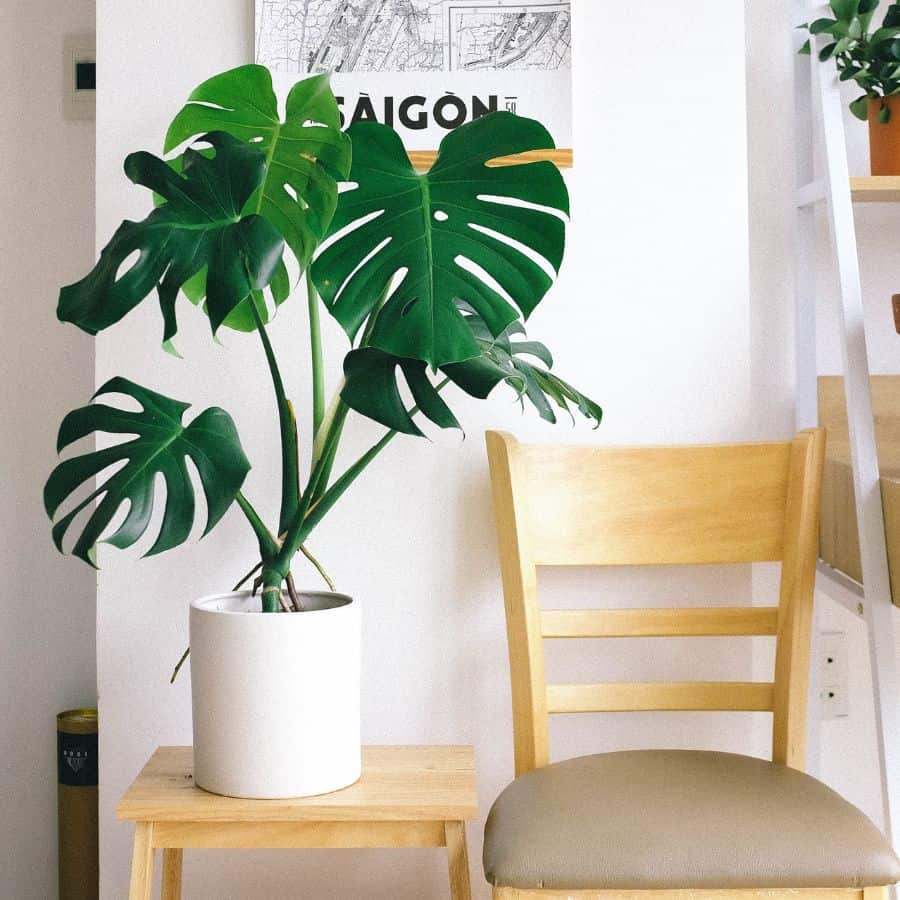 is your monstera secretly dying 3 warning signs quick fixes you need now 6 is your monstera secretly dying 3 warning signs quick fixes you need now