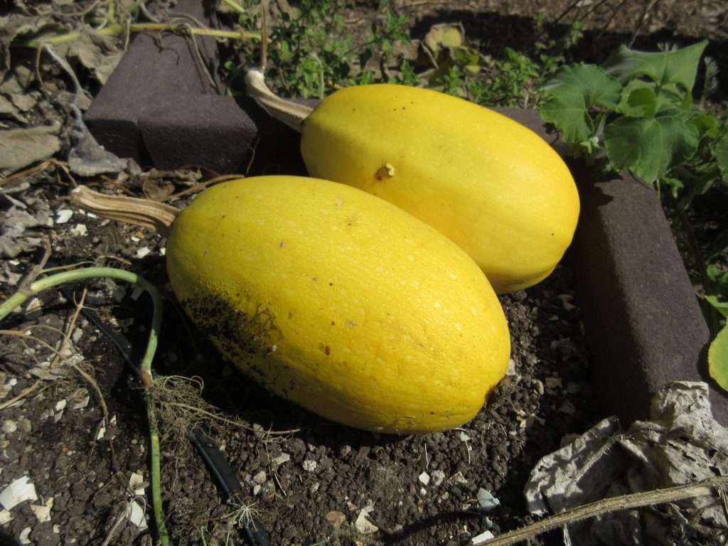 wordless wednesday closing