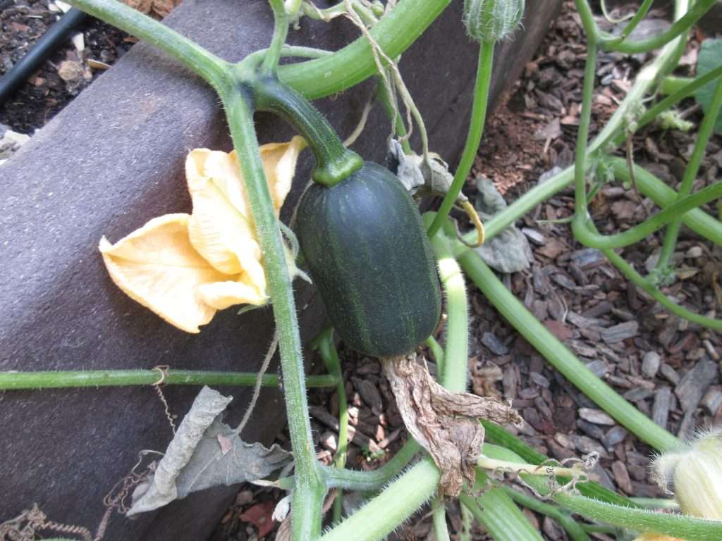 wordless wednesday closing