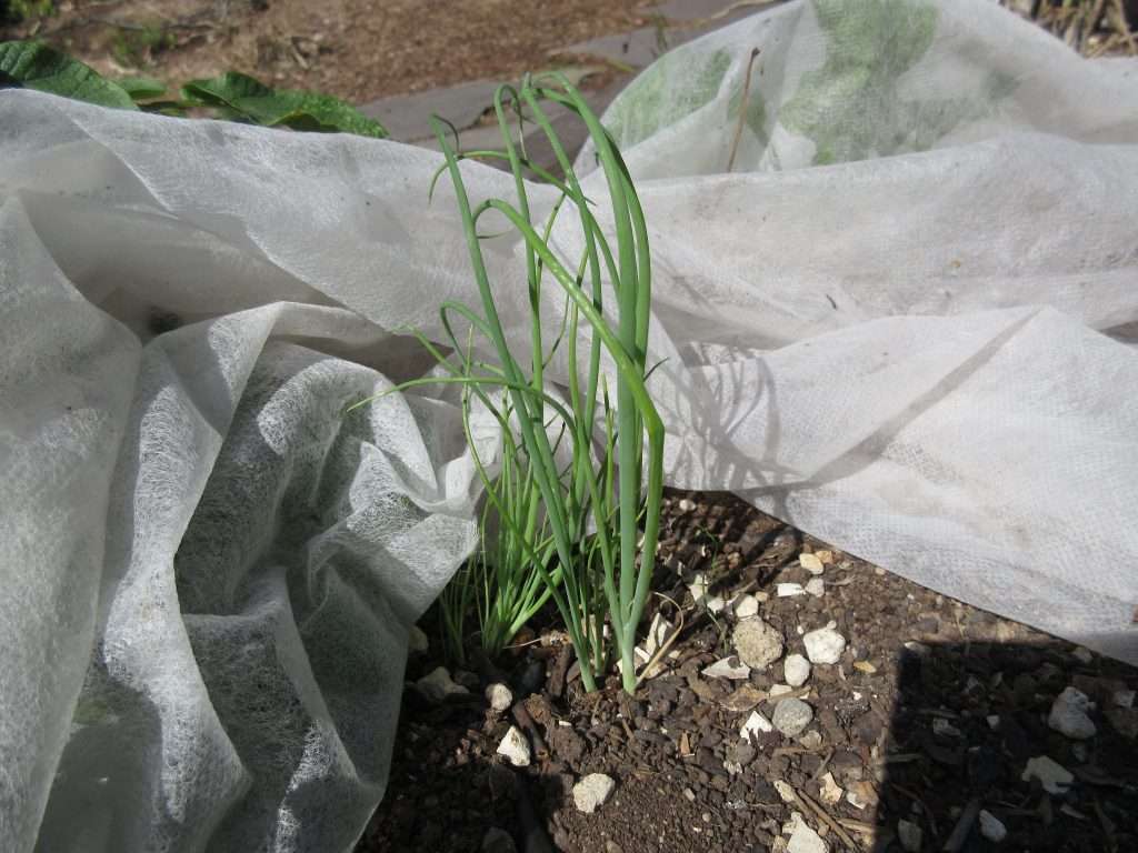 wordless wednesday closing