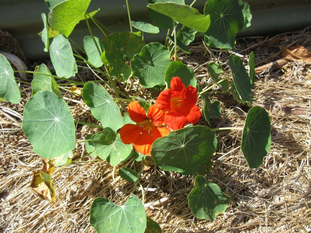 wordless wednesday closing