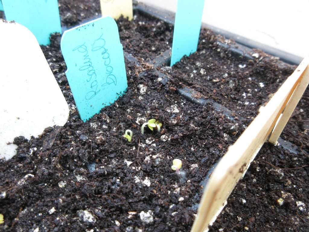 wordless wednesday closing