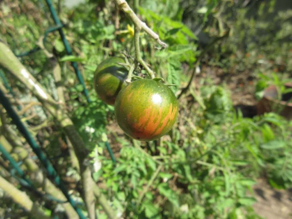 wordless wednesday closing