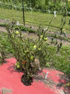 smart gardening gardenai diagnoses tomato problems 2 wilted tomato plant