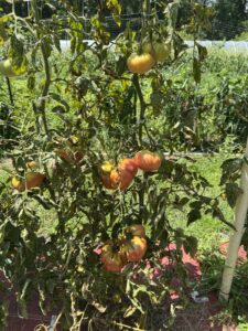 smart gardening gardenai diagnoses tomato problems 5 leaf spotting tomatoes