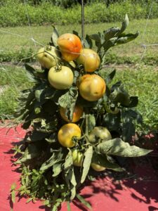smart gardening gardenai diagnoses tomato problems 4 sunscald tomatoes