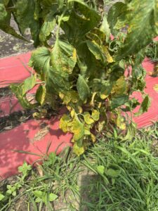 smart gardening gardenai diagnoses tomato problems 3 fungal disease tomatoes