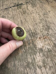 smart gardening gardenai diagnoses tomato problems 1 blossom end rot