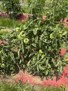 smart gardening gardenai diagnoses tomato problems 6 environmental stress tomatoes