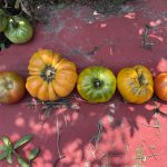 Smart Gardening GardenAI Diagnoses Tomato Problems