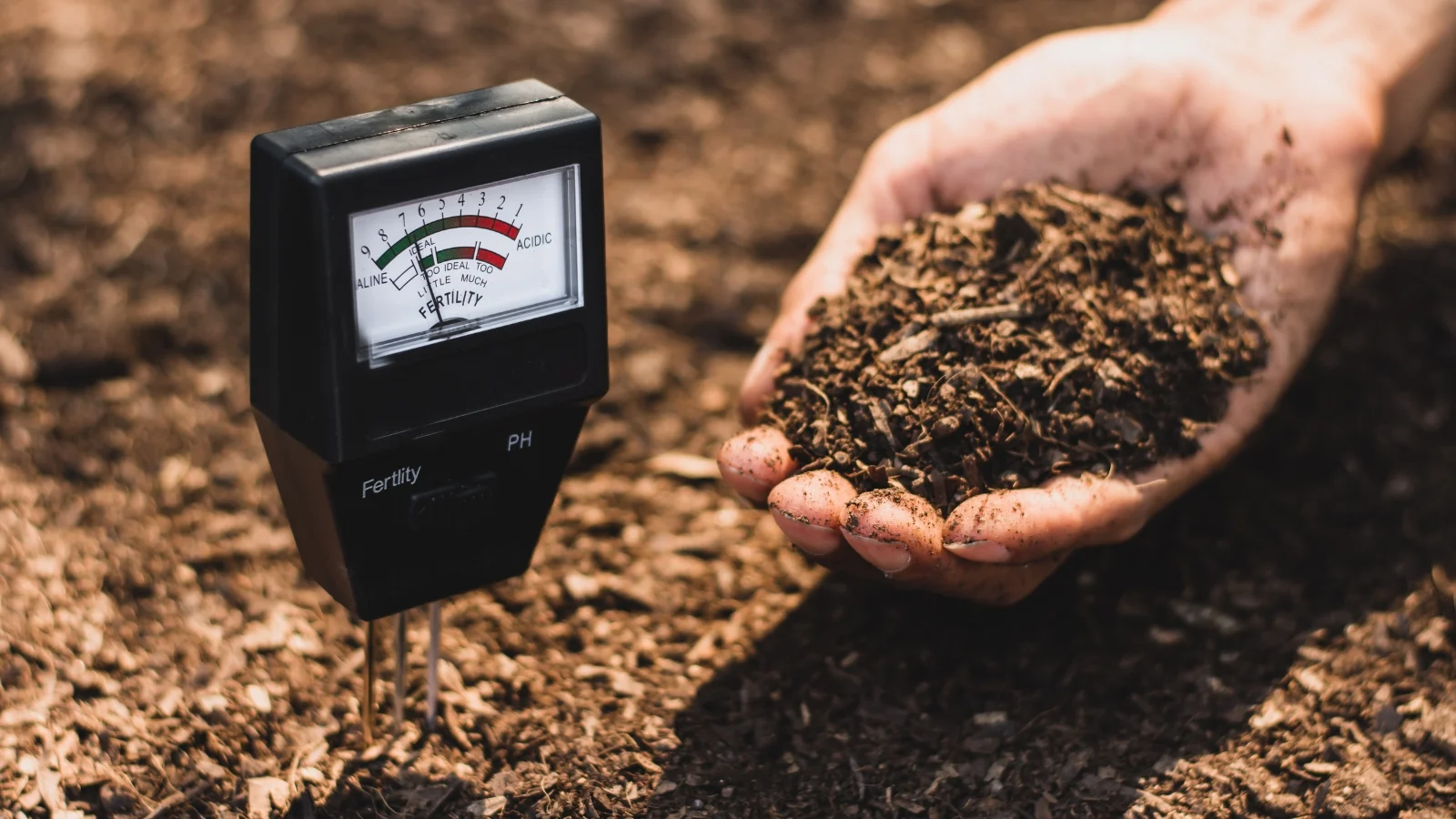 close-up of a man's hand holding a handful of dark, loose soil beside a soil meter inserted into a garden bed.
