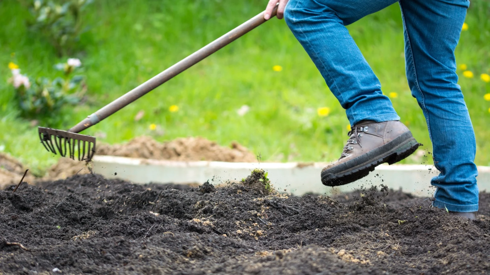 man in jeans and boots spreading dark, rich compost evenly over a garden bed using an old rake.
