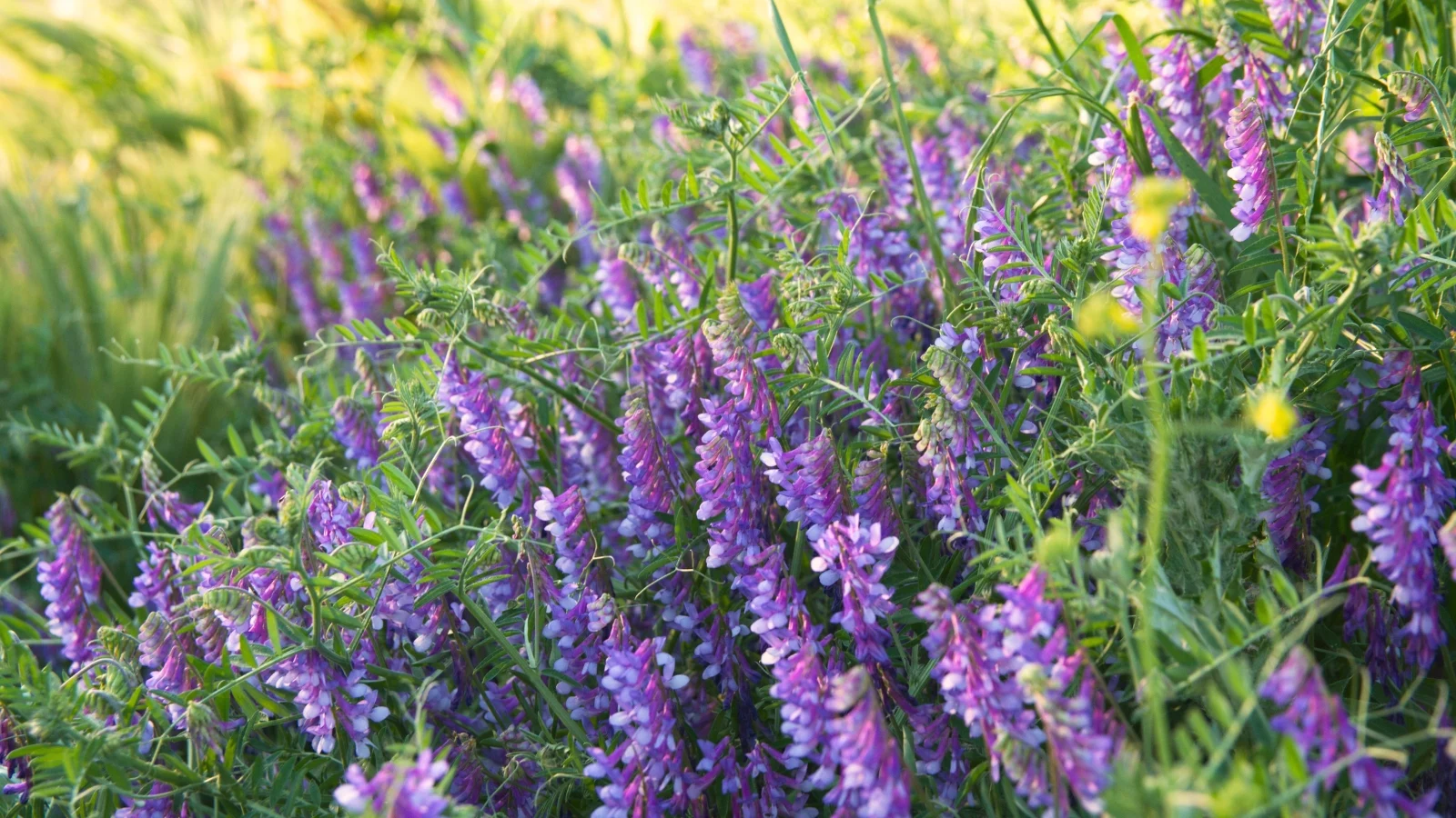 delicate clusters of small, pale pink to purple pea-like flowers bloom along slender green stems with compound leaves.
