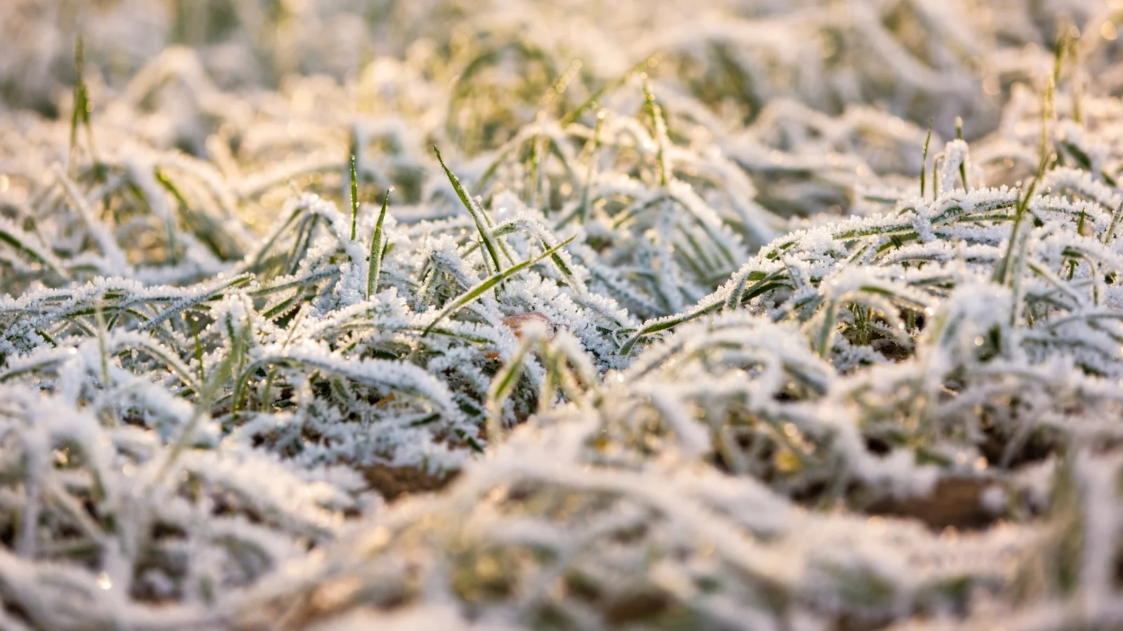 winter cover crops with thin green-blue leaves covered with white frost in a sunny winter garden.