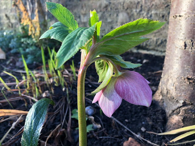 hellebore in early morning sun pink hellebore flower