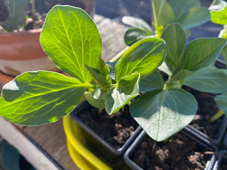 winter sown broad beans green broad bean (fava) plant