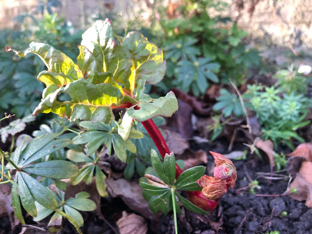 champagne rhubarb emerging rhubarb stalk emerging from soil