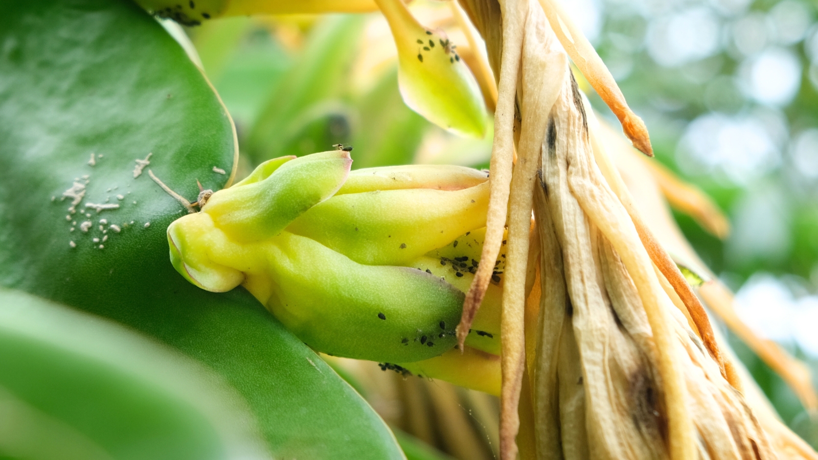 close-up of a dragon fruit plant showing a dried flower infested with small black aphids clustered on the surface.
