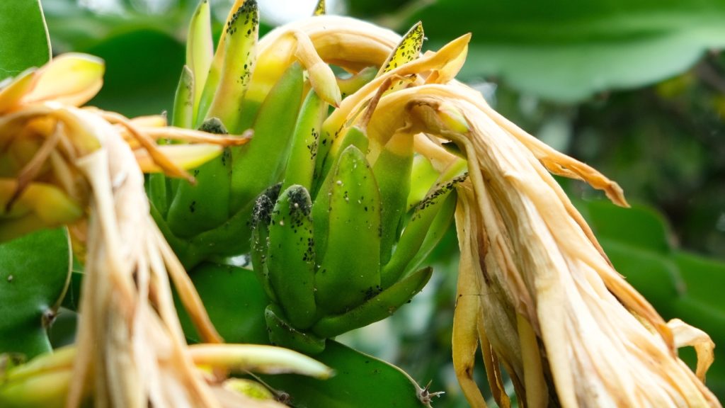 5 Dragon Fruit Pests and How to Get Rid of Them