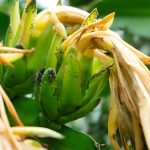 5 Dragon Fruit Pests and How to Get Rid of Them