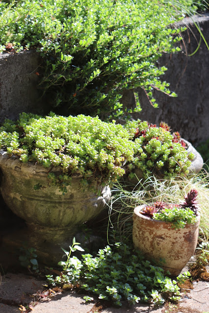 early june chickadee