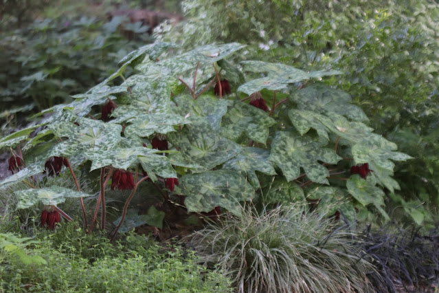 early june chickadee