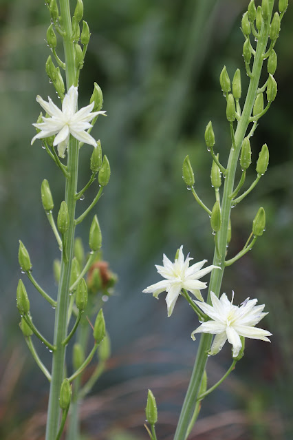early june chickadee