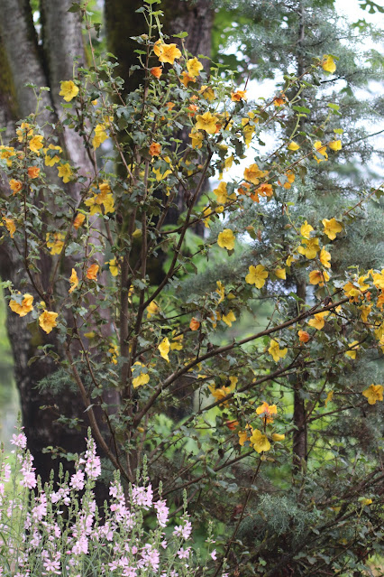 early june chickadee