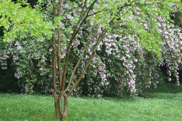 early june chickadee