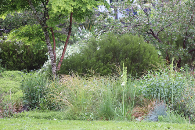 early june chickadee
