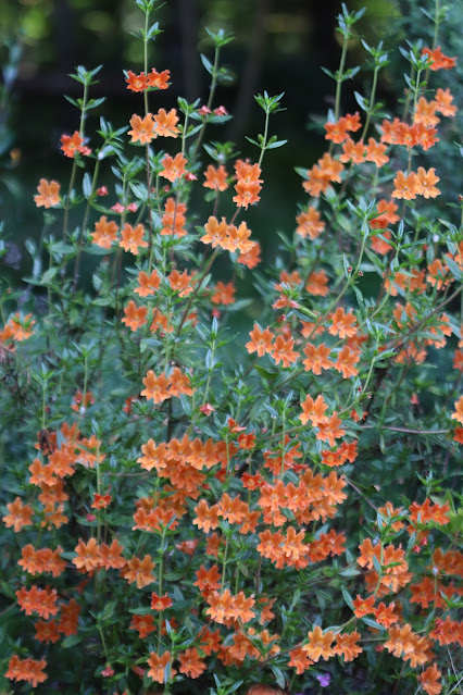 early june chickadee