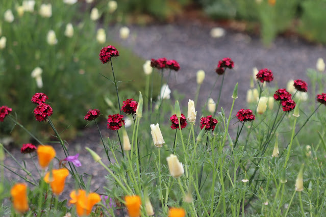 early june chickadee