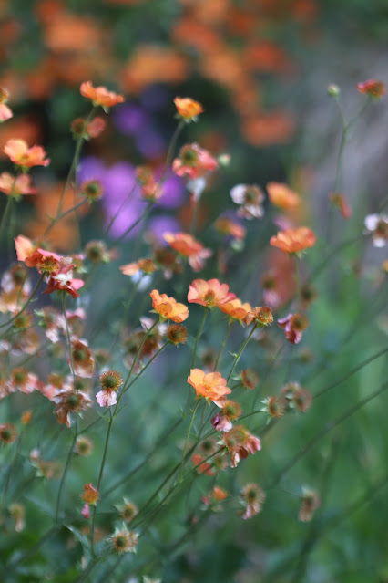 early june chickadee