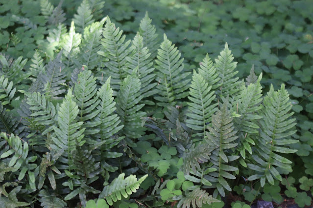 early june chickadee