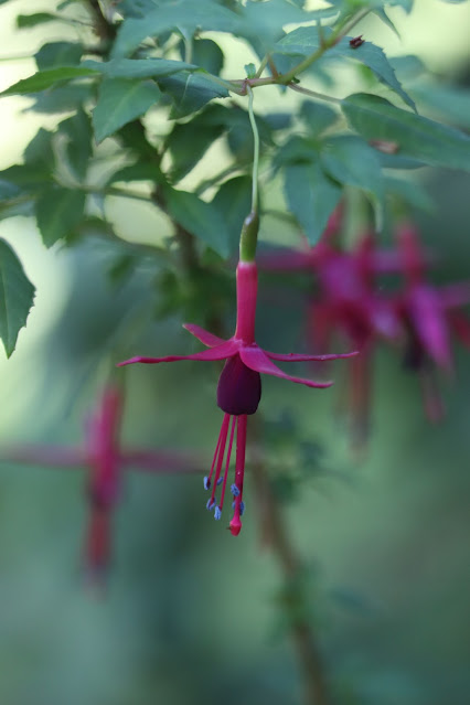 early june chickadee