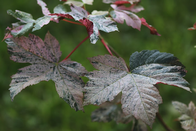 early june chickadee
