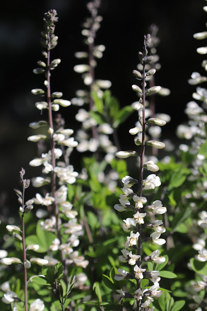 early june chickadee