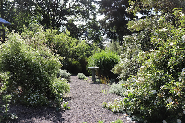early june chickadee