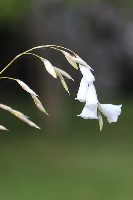 early june chickadee