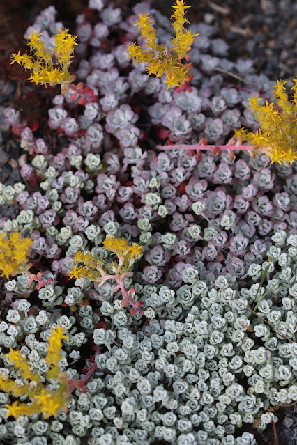 early june chickadee