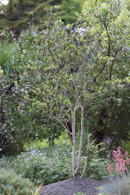 early june chickadee