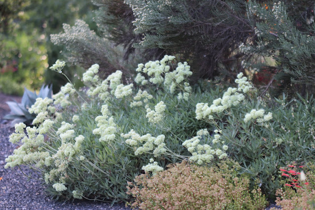 early june chickadee