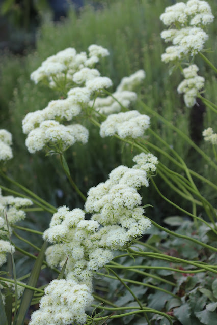 early june chickadee