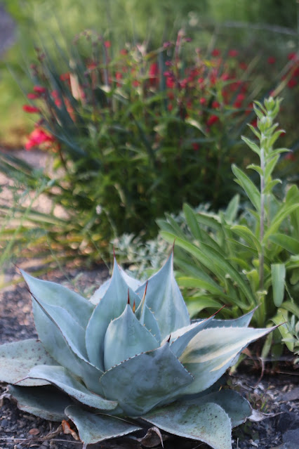 early june chickadee