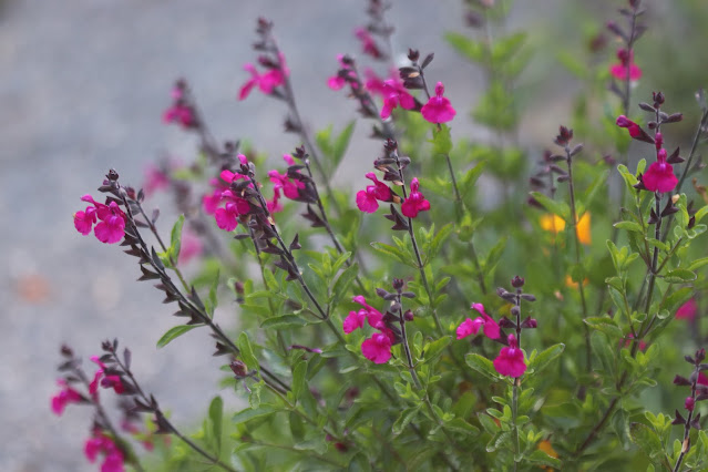 early june chickadee